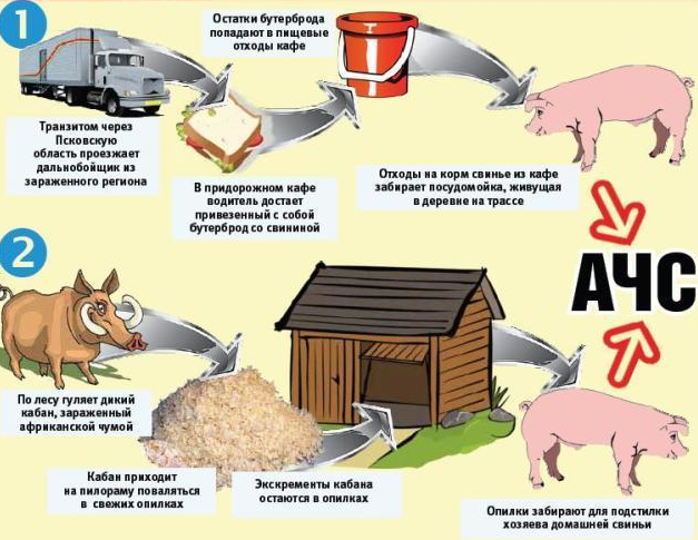 О признаках африканской чумы у свиней: описание симптомов, как передается
