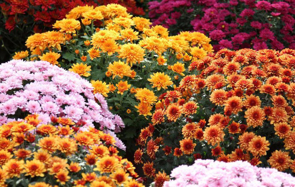 Удачное соседство: как правильно сочетать цветы на клумбе