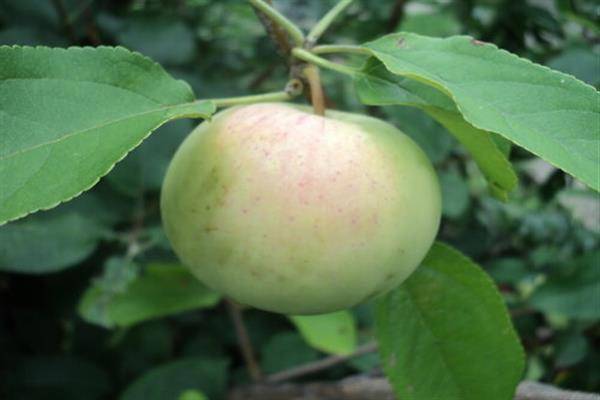 Яблоня беркутовское