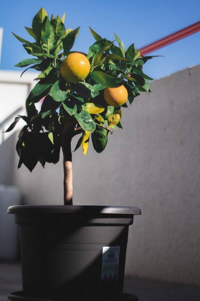 Выращивание комнатного лимона в домашних условиях. особенности выращивания лимона из косточки. агротехника выращивания лимона в комнате