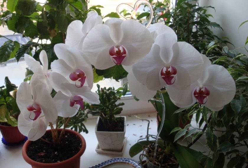 Пошаговая инструкция по пересадке орхидей в домашних условиях