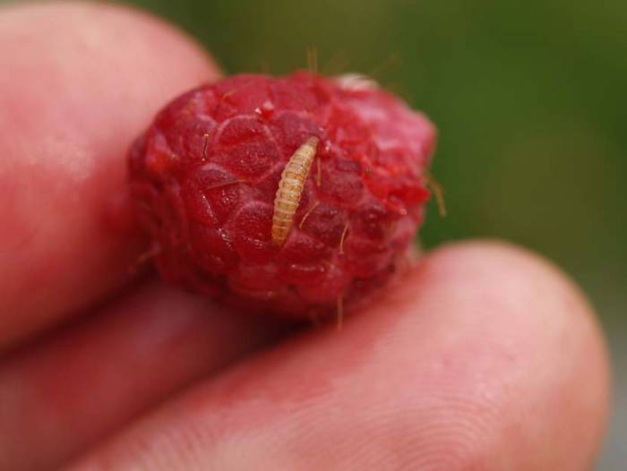 Вредители малины особо опасны для урожая — как с ними бороться?