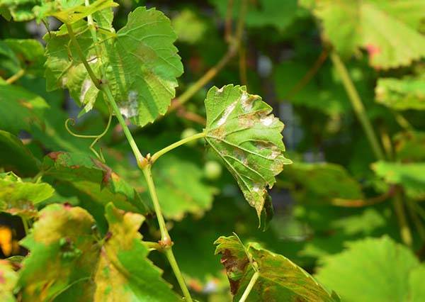 Мильдью на винограде – как не дать болезни победить?