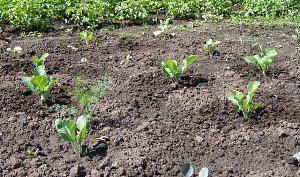 Как вырастить брюссельскую капусту на даче в открытом грунте