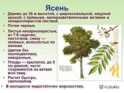 Вяз дерево где растет в россии. иные сферы применения ильма. посадка и уход