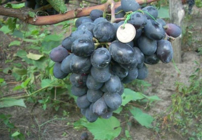 Виноград фуршетный: описание сорта, фото, отзывы