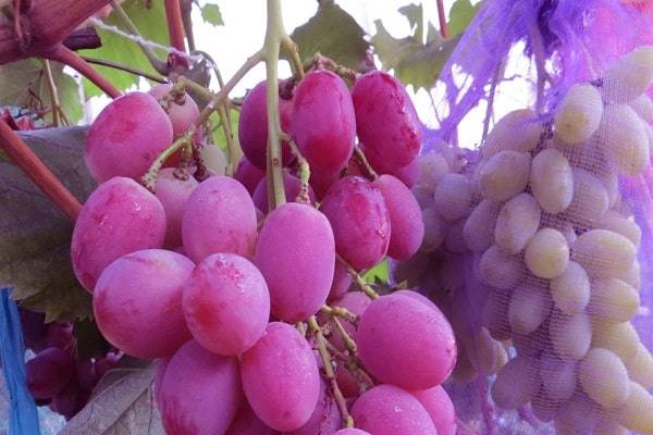 Виноград сорта анюта – шедевр любительской селекции