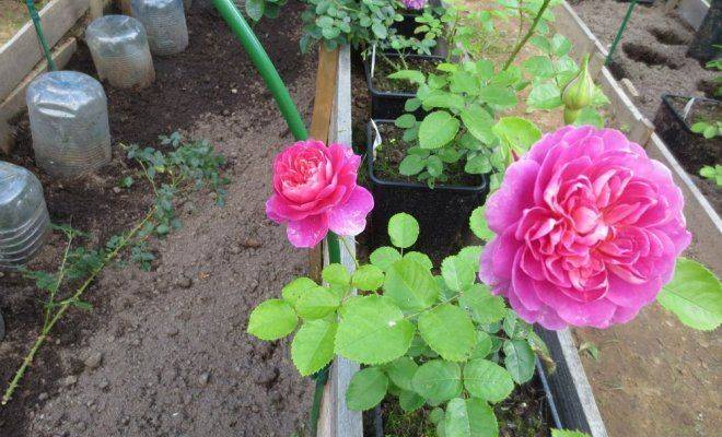 Как размножить розу из букета в домашних условиях: правила черенкования и укоренения черенков
