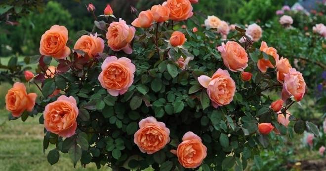 Чем можно подкормить розы весной для пышного цветения в саду?
