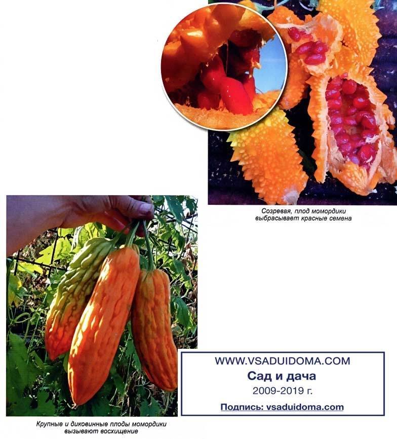 Момордика: выращивание из семян, когда сажать и как ухаживать