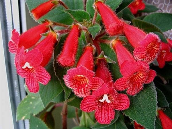 Колерия (kohleria regel) – домашние цветы