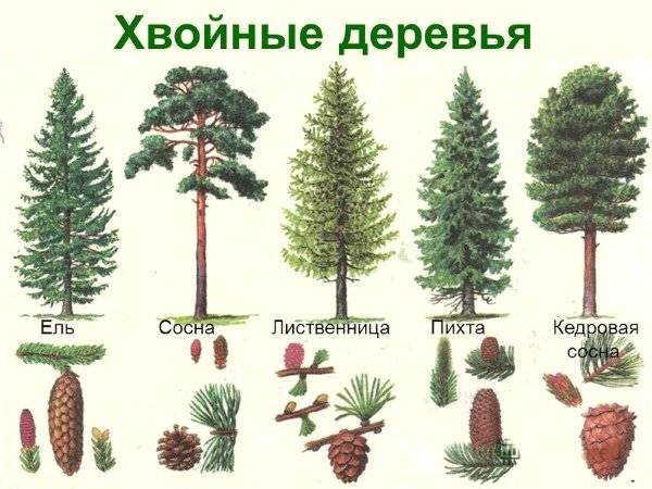 Срок жизни деревьев таблица