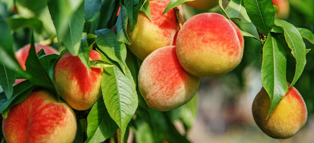 Персиковое дерево: популярные сорта и правила выращивания