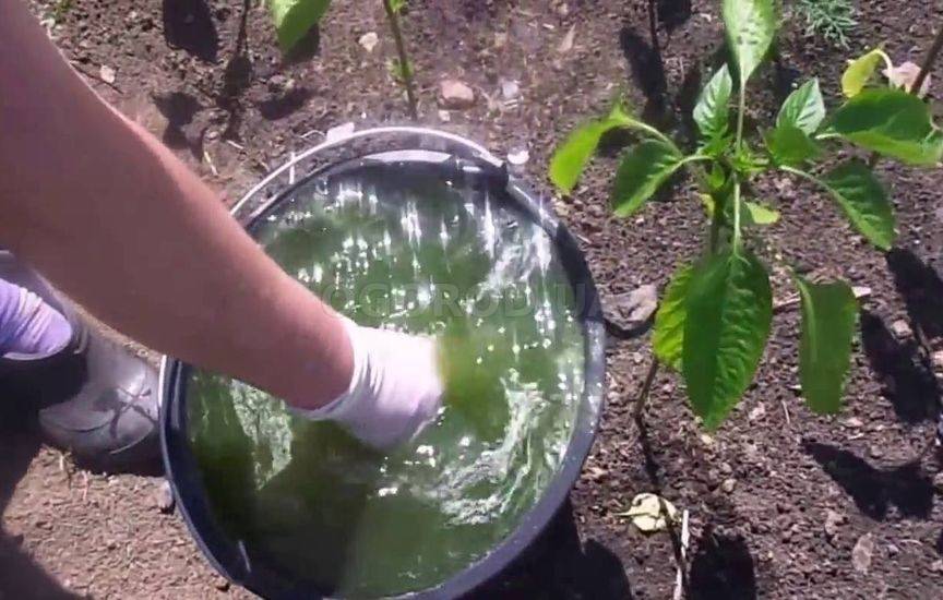 Органо-минеральное удобрение bio vita “синьор помидор”: инструкция по применению
