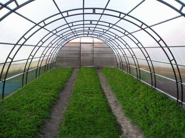 Выращивание зелени в теплице как бизнес: 4 плюса