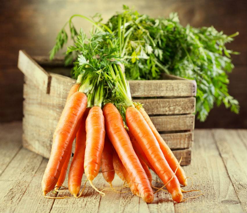 Лучшие сорта моркови для сибири. когда можно сажать корнеплод в регионе и как это сделать правильно?