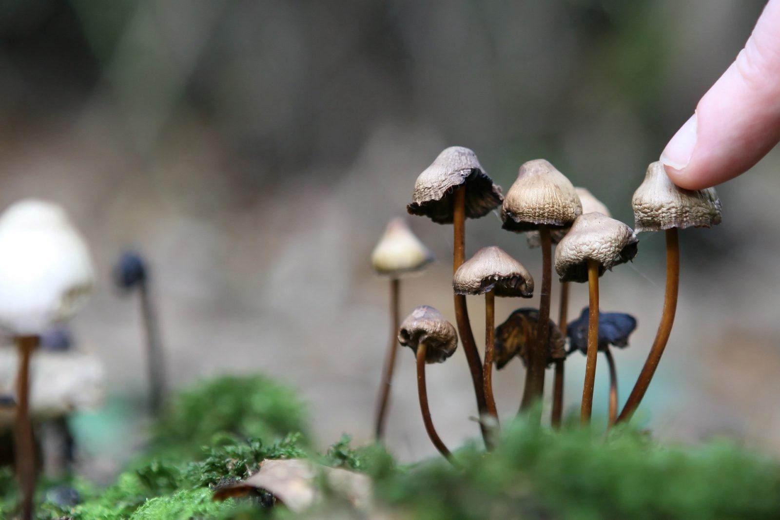 Галлюциногенные грибы — мухомор, серная голова, мицена чистая, спорынья пурпурная, видео