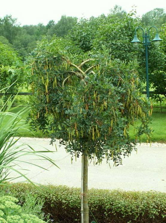 Карагана древовидная (желтая акация): использование цветов и листьев