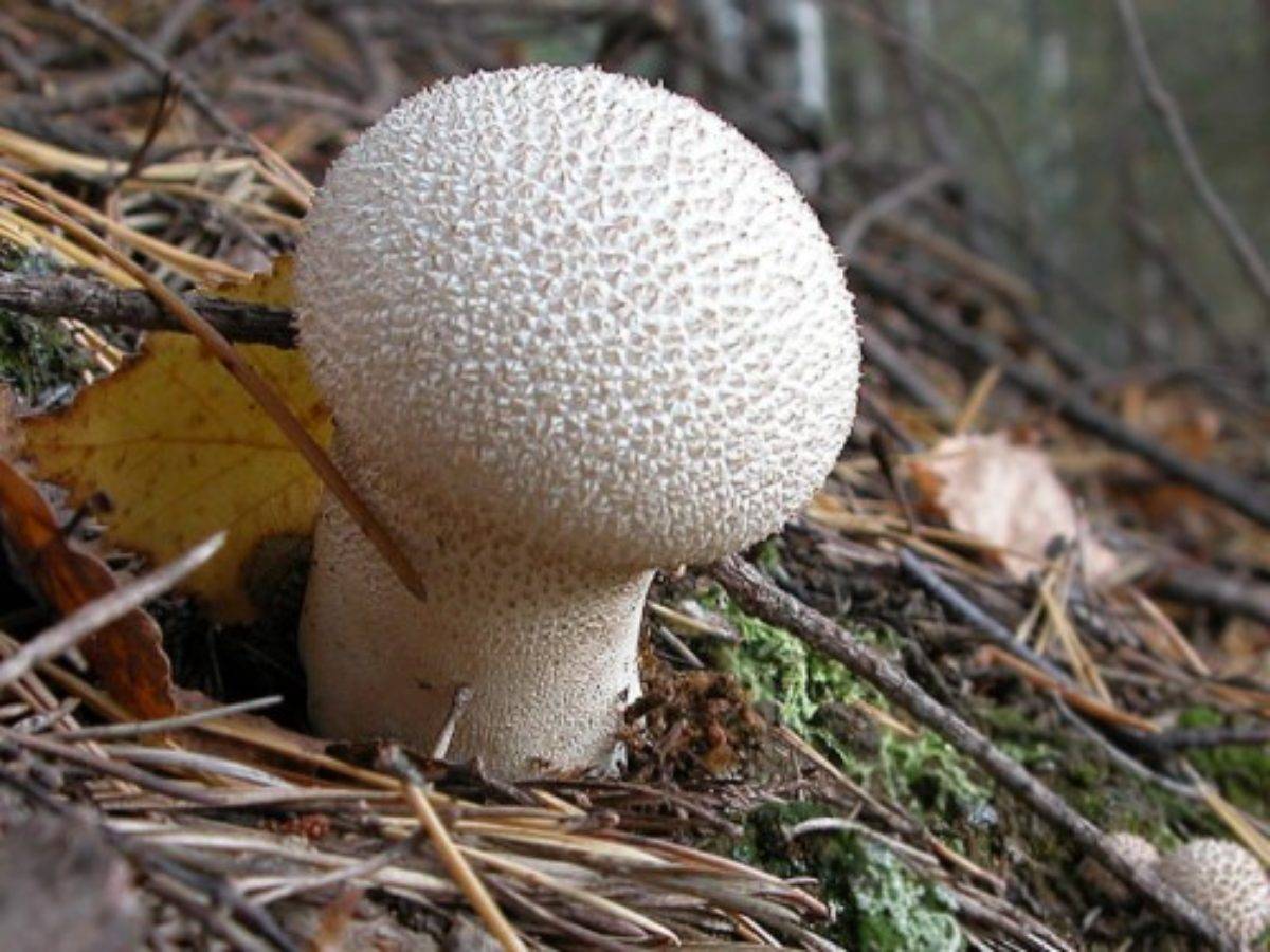 Вкусный и полезный гриб дождевик, описание и использование. гриб дождевик – полезные свойства, противопоказания и рецепты