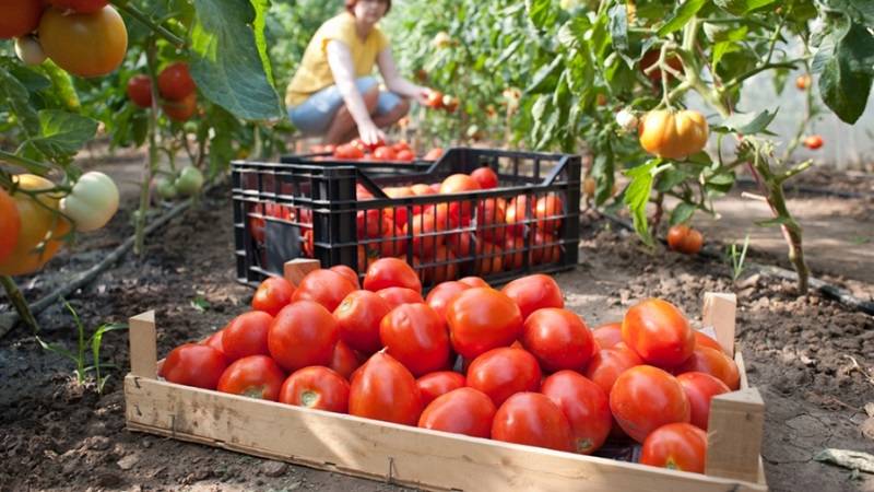 6 важных правил выращивания томатов