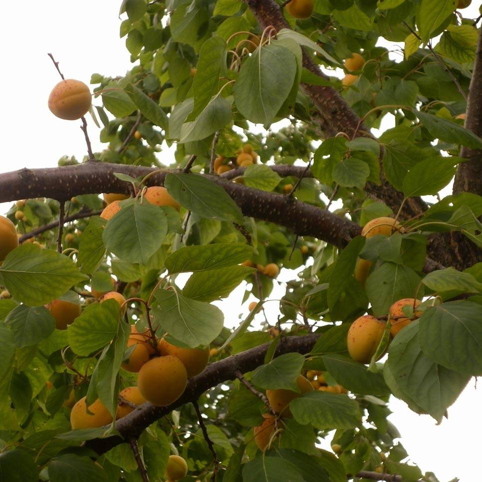 Болезни абрикосов и их лечение: 9 опасных заболеваний, народные методы лечения