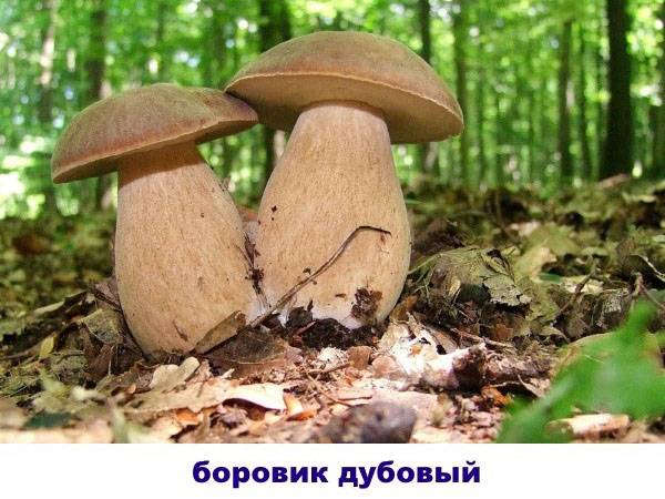Съедобные грибы – фото и название на вооружение грибнику