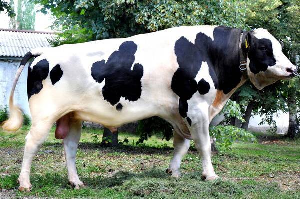 Голштинские коровы - лучшая молочная порода