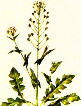 Чай похудей — помогает или нет. цветок мальва: виды и описание, выращивание из семян