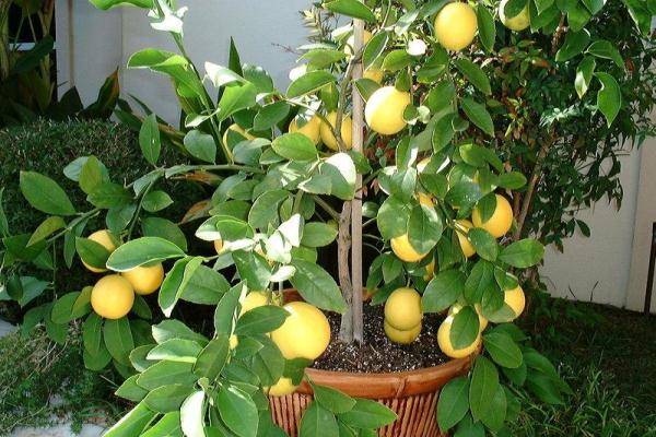 Бонсай из лимона — как вырастить в домашних условиях