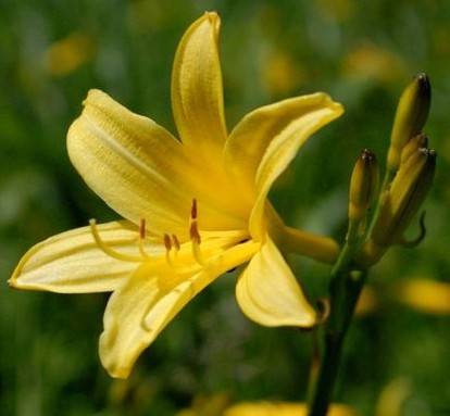 30 сортов и видов лилейников цветущих все лето с описанием и характеристиками