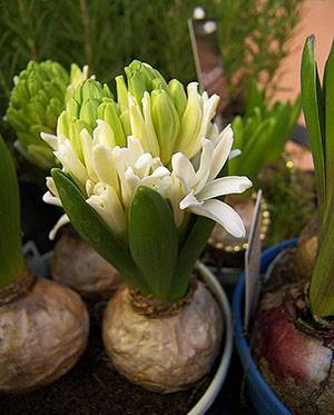 Гиацинт: размножение и уход за цветком в домашних условиях