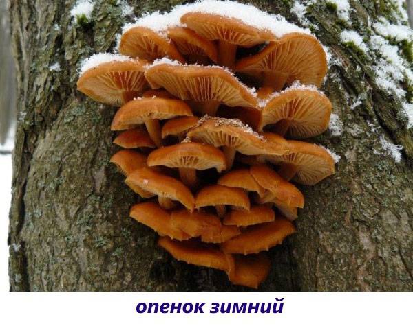 Виды и названия грибов с картинками