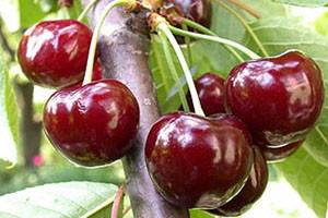 Как выбрать лучший самоплодный сорт черешни и вишни для подмосковья