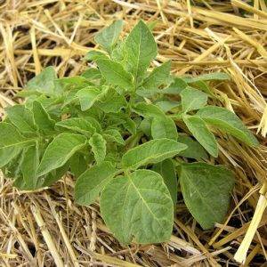Правила посадки картошки под сено или солому