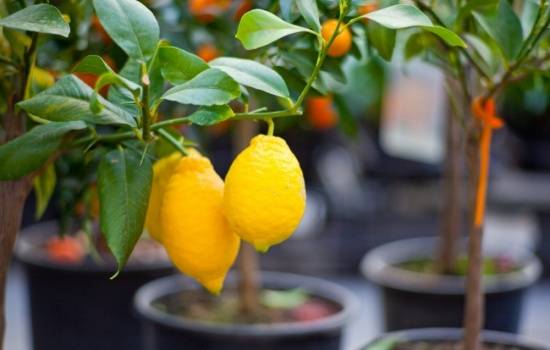 Как привить лимон в домашних условиях: видео и рекомендации