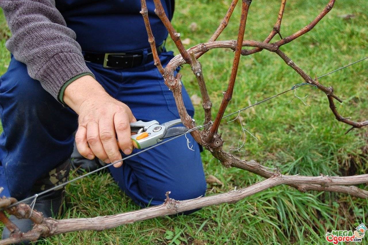 Формирование куста винограда: схемы и полезные советы для начинающих