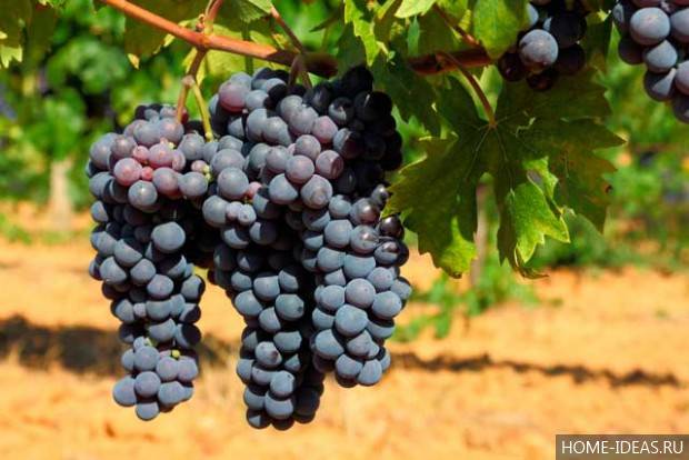 Как осуществлять летний уход за виноградом, чтобы получить хороший урожай?
