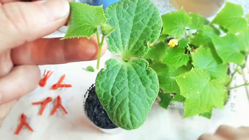 Выращивание однолетних георгинов из семян: посадка, уход, пикировка