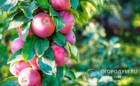 Правила и тонкости посадки яблони с закрытой корневой системой
