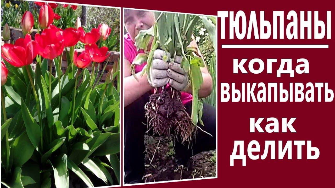 Все о выкапывании луковиц тюльпанов и правилах их хранения