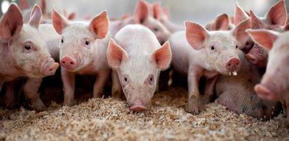 Как правильно откармливать свиней на мясо?