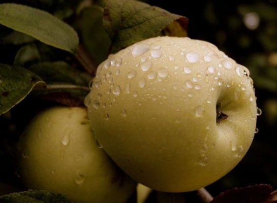 Зимняя яблоня уэлси — чемпион по урожайности и лежкости плодов