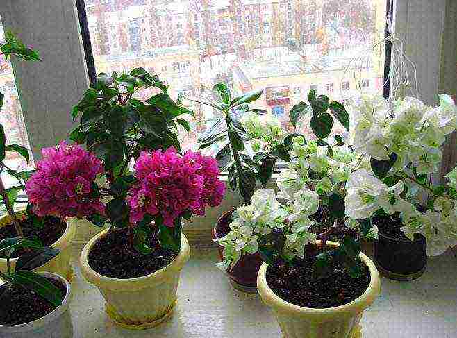 Бугенвилия комнатная (bougainvillea) и бугенвиллия для сада: сорта на фото