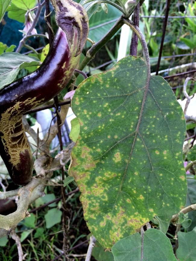 Причины болезней рассады баклажанов и борьба с ними: фото пораженных растений, меры профилактики