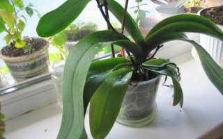 Почему не цветет орхидея – основные причины и решение проблемы в домашних условиях, что делать, если отсутствуют цветы после пересадки растения