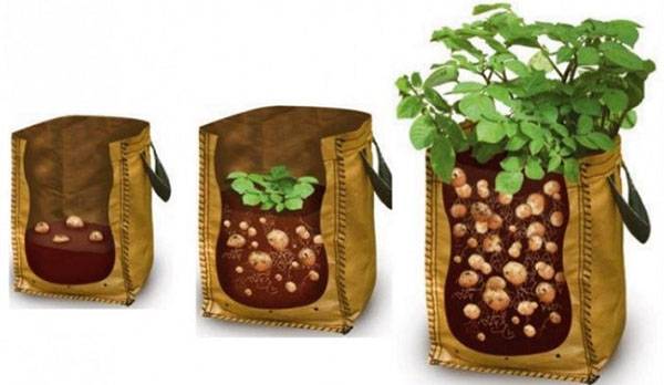 Правила выращивания картофеля в мешках