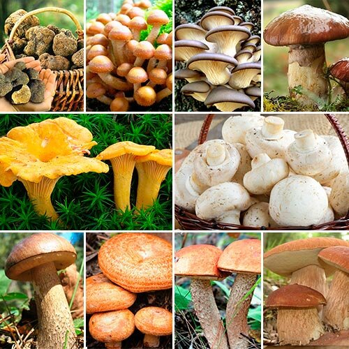 Семена белых грибов, присланные из Китая