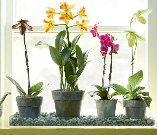 Узнайте, как часто нужно пересаживать орхидею