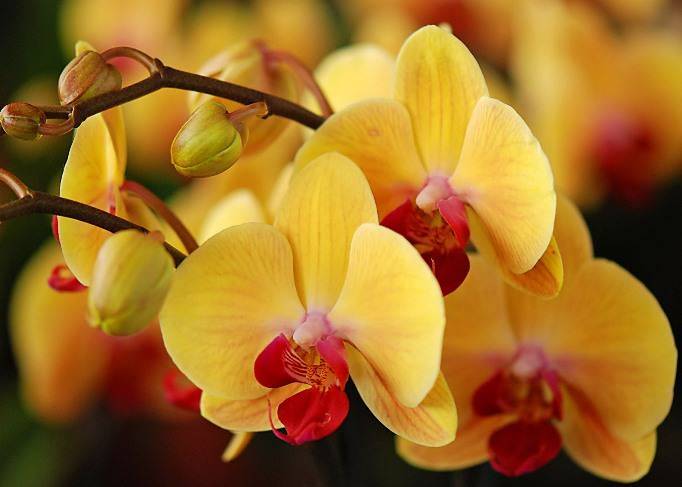 Как заставить цвести орхидею в домашних условиях – шпаргалка для цветовода