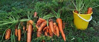 Секреты успешной посадки: как быстро прорастить семена моркови перед посевом?